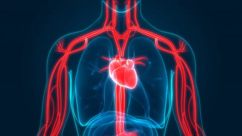 An illustration of the heart and circulatory system in the human body.