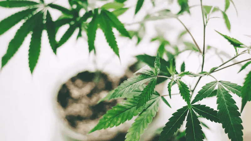 Leaves of a cannabis plant growing in a pot.