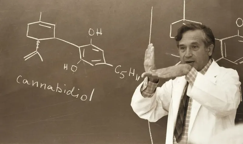 A researcher writing the cannabidiol formula on a board.