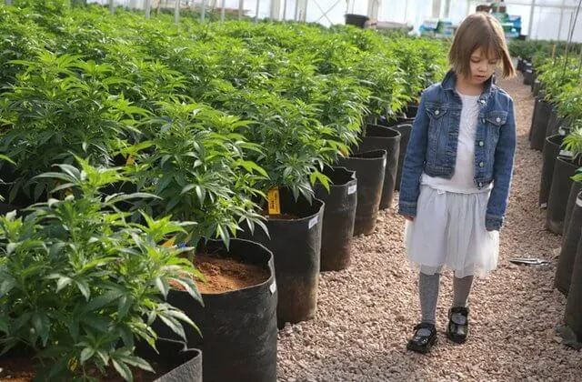 A child walking among potted cannabis plants.
