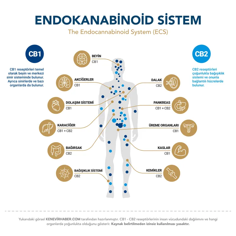 A diagram of the human endocannabinoid system and CB1–CB2 receptor distribution.