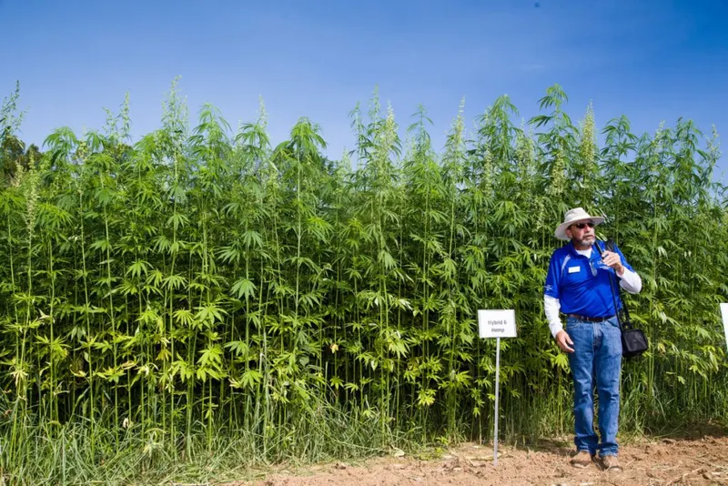 A person standing in a field beside tall hemp plants.