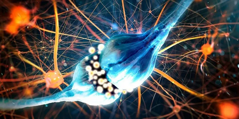 Drawing showing connections between nerve cells.
