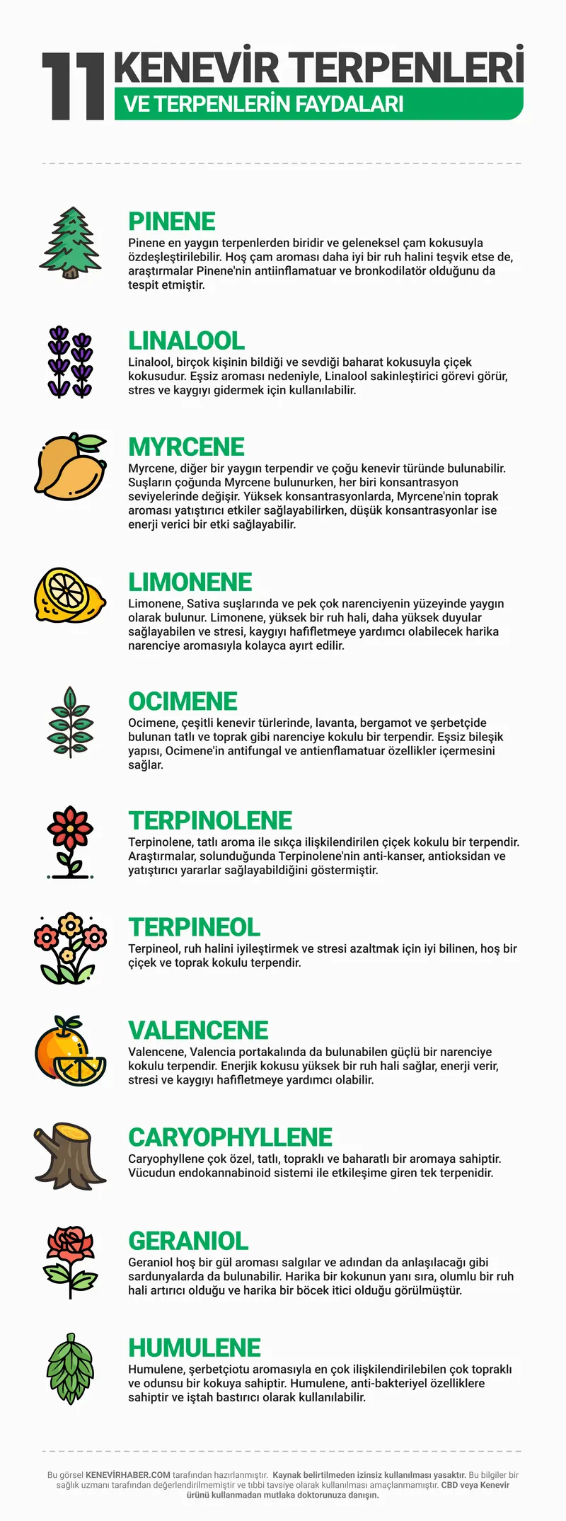 An infographic listing cannabis terpenes and their properties.