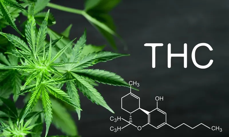 The chemical structure of the THC molecule over cannabis leaves.