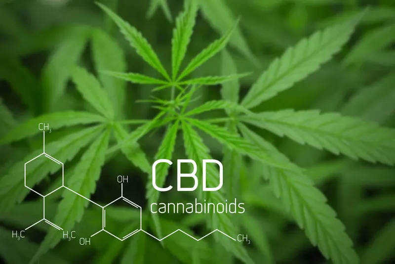 The chemical structure of the CBD molecule over cannabis leaves.