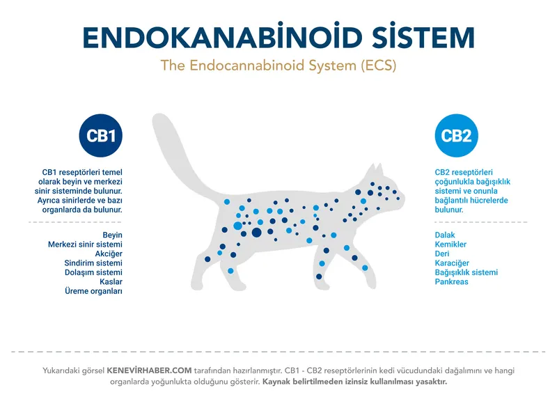 Diagram of the endocannabinoid system showing CB1 and CB2 receptors in a cat.