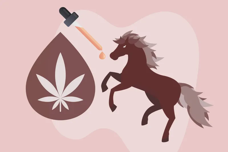 CBD for horses