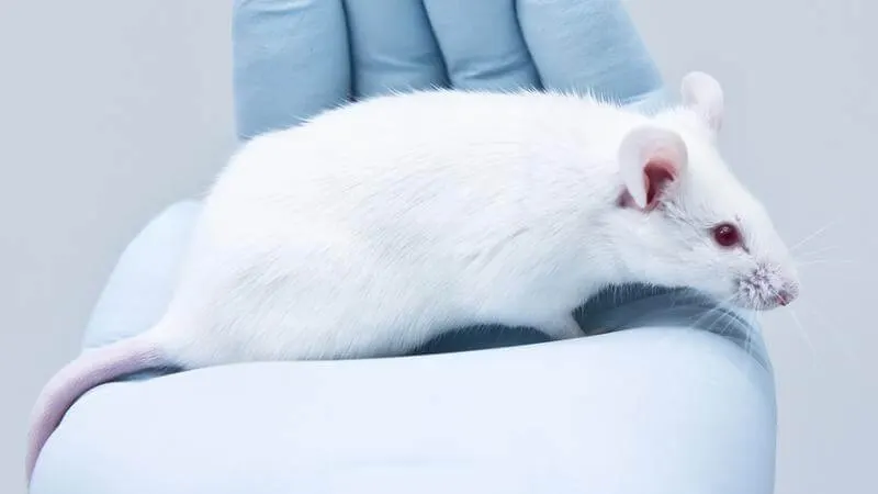 Laboratory mouse resting on a gloved hand.