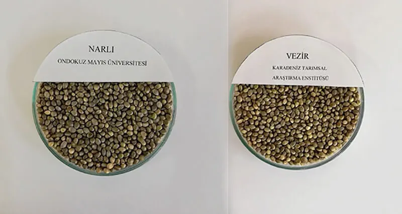Hemp seeds of the Narlı and Vezir varieties.