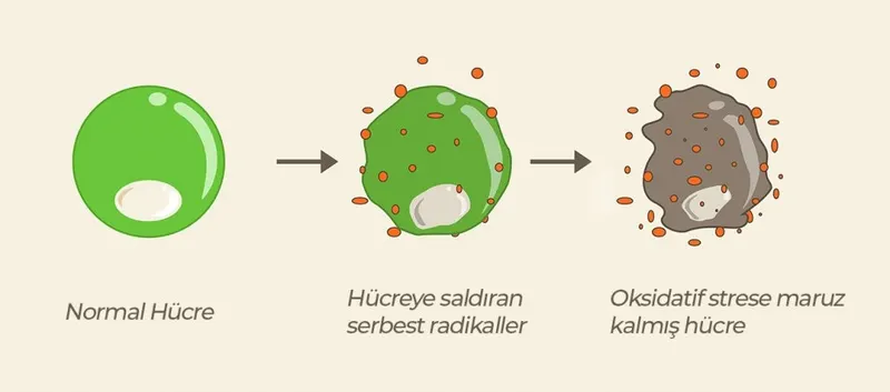 Diagram showing normal cells, free radicals and stages of oxidative stress.