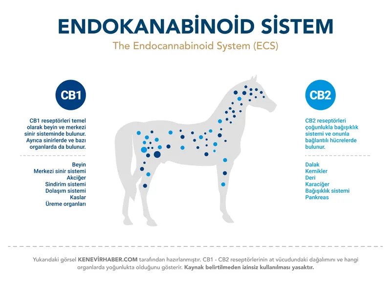 A diagram of the equine endocannabinoid system showing CB1 and CB2 receptors.