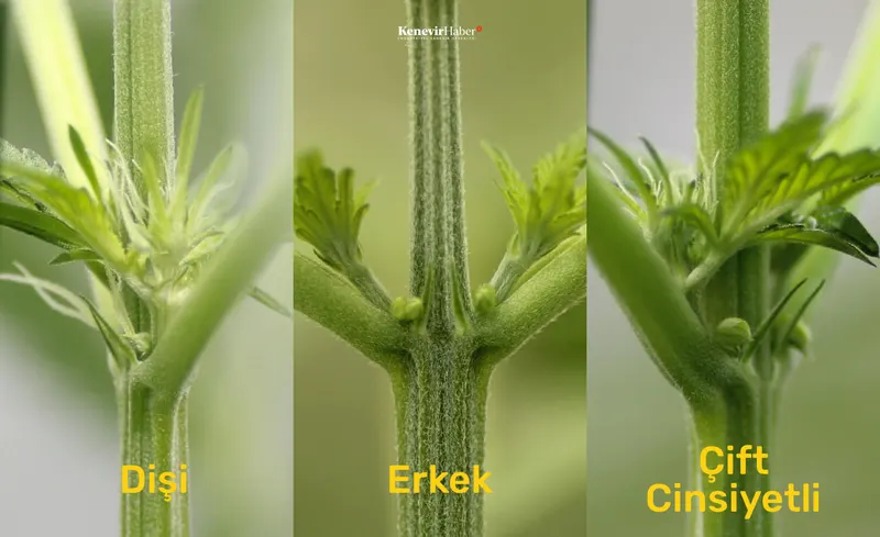 A comparison of flower structures in female, male and intersex cannabis plants.