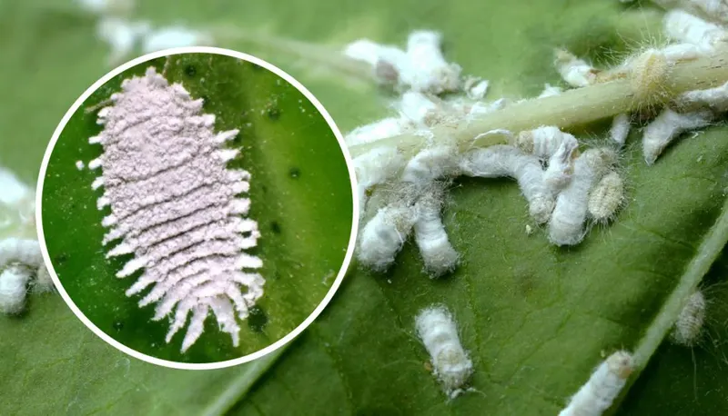 Photograph showing a pest on a plant in magnified detail.