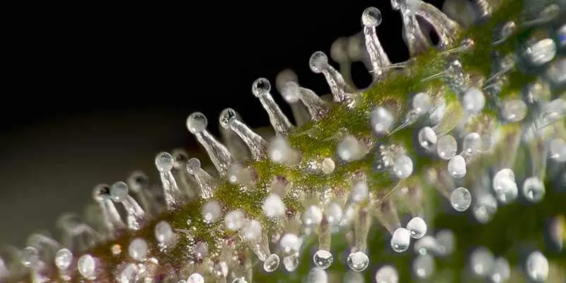 A close-up of trichomes on a plant surface.