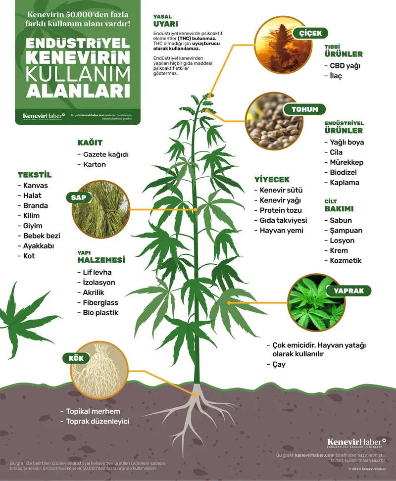 Infographic showing uses of industrial hemp roots, stalks, leaves and seeds.