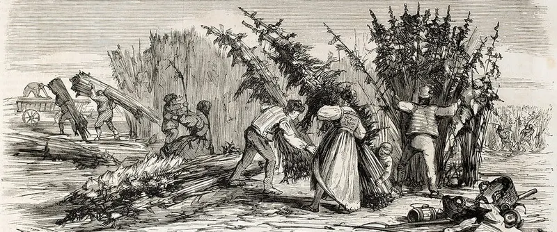 A historical engraving depicting a hemp harvest.