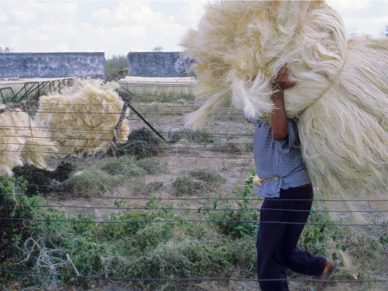 A person carrying hemp fibers in a field.