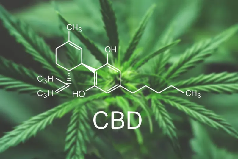 Drawing of a CBD molecule over cannabis leaves.